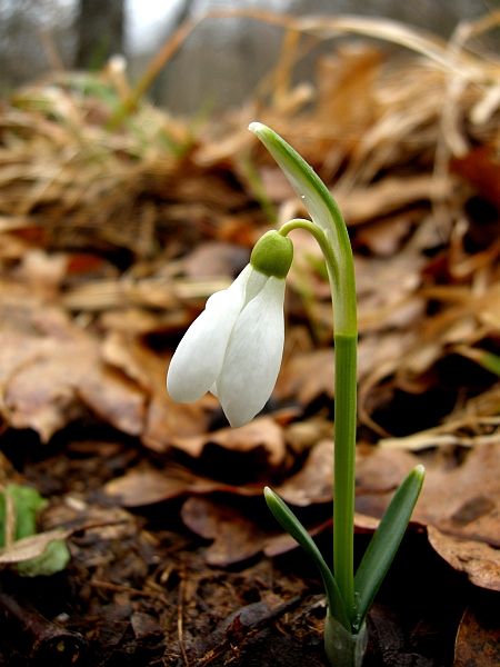 Galanthus nivalis / Bucaneve